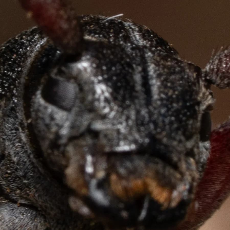 Close-up of the beetle's head from the same photo: the eyes and mouthparts are soft; the facets of the compound eye barely resolve.