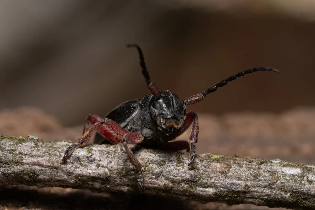 A dark beetle with reddish legs and long segmented antennae faces the camera from a lichen-covered twig, against a smooth, out-of-focus brown background.