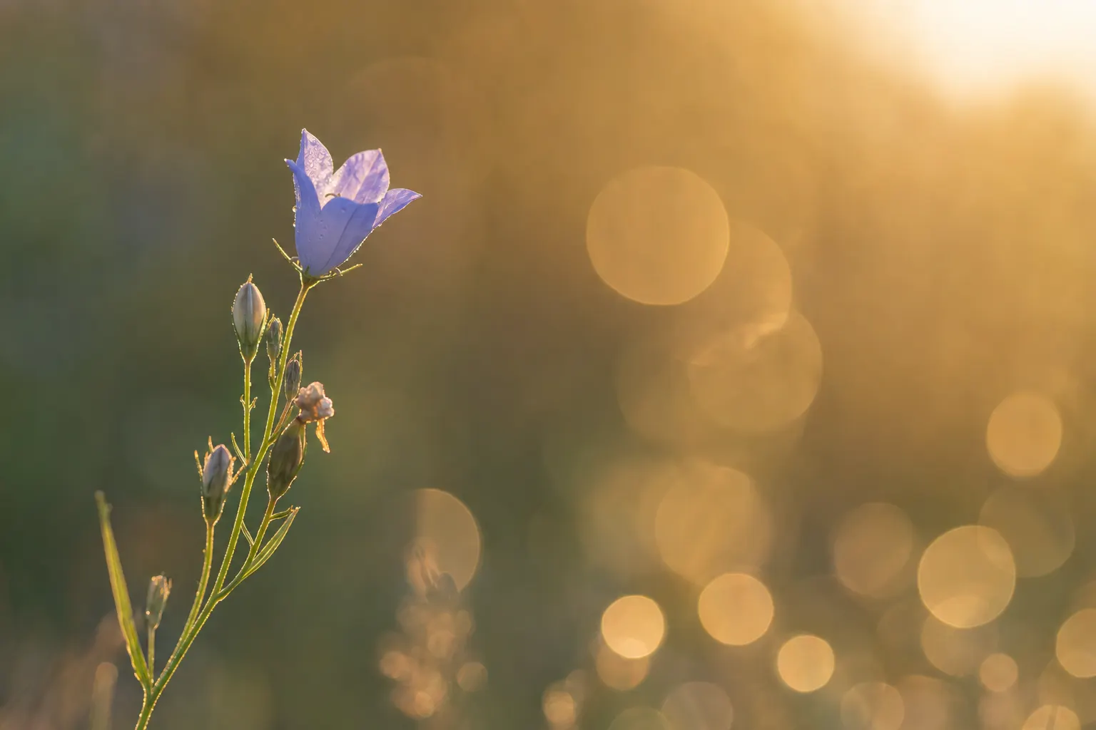 AI-generated image of a dewy purple bellflower on a slender stem, sharp in the foreground against a golden backlit background dissolved into large, clean, round out-of-focus orbs of light.