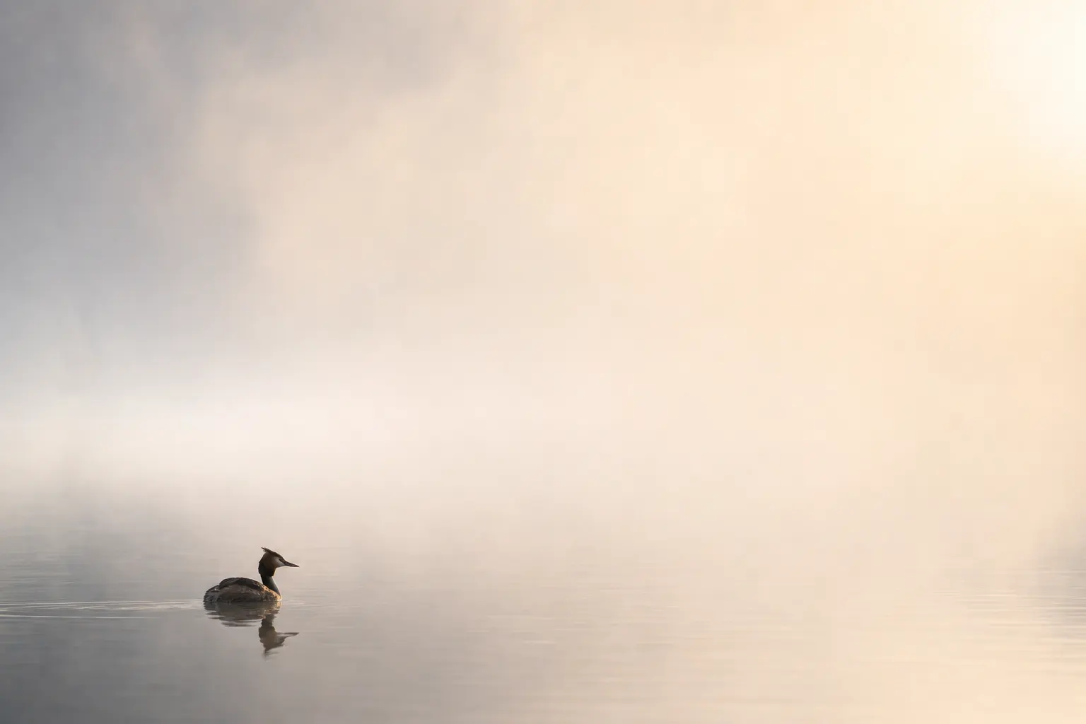 AI-generated image of a single small waterbird low in the left of the frame on calm misty water, a large expanse of soft empty pale space filling the rest of the frame in the direction it faces.